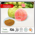 Extracto de guayaba natural de alta calidad, polvo de extracto de hoja de guayaba, Psidium guajava L